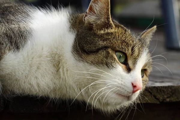 Sevimli Sevimli Evcil Kedi — Stok fotoğraf