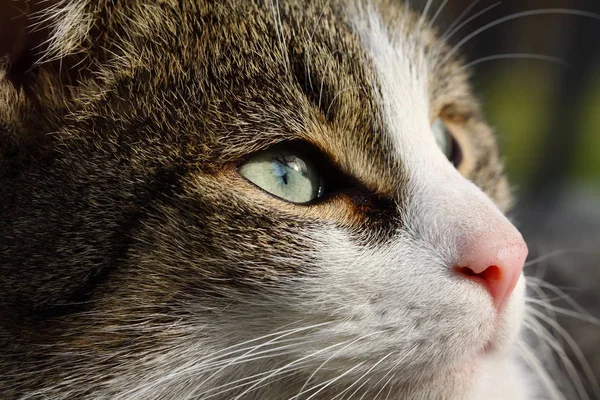 Vacker Och Söt Tamkatt — Stockfoto