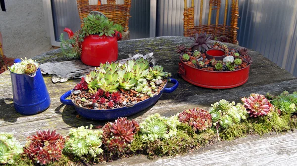 Piękne Botaniczne Ujęcie Naturalna Tapeta — Zdjęcie stockowe