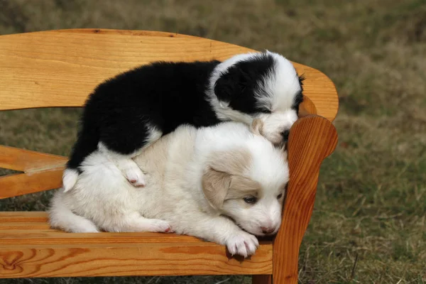 Border Collie Filhotes Cão — Fotografia de Stock