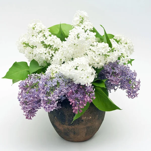 Floraison Printanière Fleurs Lilas Flore — Photo