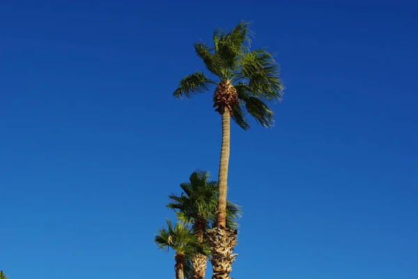 Rüzgardaki Palmiyeler Havasu Gölü Arizona — Stok fotoğraf