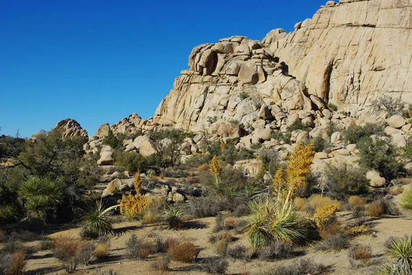 Superbes Plantes Rochers Désert Parc National Joshua Tree Californie — Photo