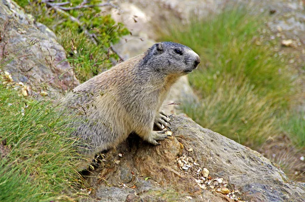 Marmotte Marmotte Rongeur — Photo