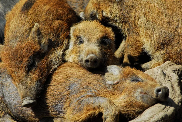 Een Paar Wilde Zwijnen Die Grond Slapen — Stockfoto