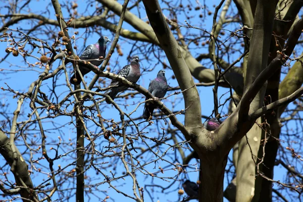 Schilderachtig Uitzicht Duivenvogels — Stockfoto