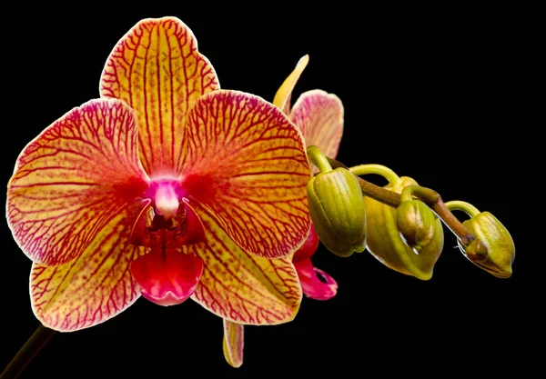 Флора Ботаники Цветок Орхидеи — стоковое фото