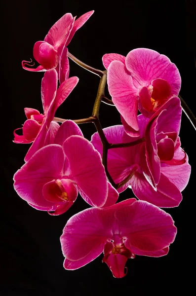 Botanik Flora Orkidé Blomma — Stockfoto