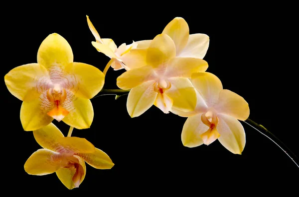 Botânica Flora Orquídea Flor — Fotografia de Stock