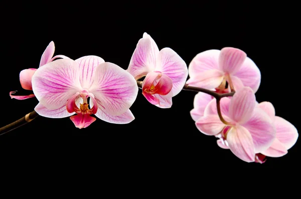 Botânica Flora Orquídea Flor — Fotografia de Stock