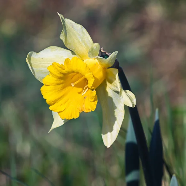 Narcisos Pétalos Flores Primavera Flora —  Fotos de Stock