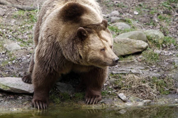 Brązowy Niedźwiedź Zwierzę Grizzly — Zdjęcie stockowe