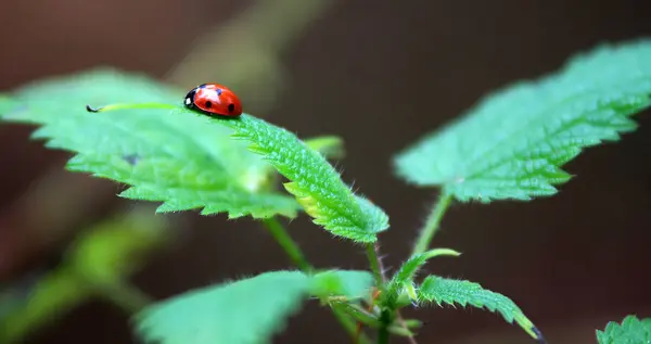 Vista Cerca Del Pequeño Insecto Mariquita — Foto de Stock