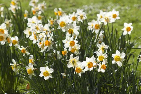 Nárcisz Virágok Tavasszal Parkban — Stock Fotó