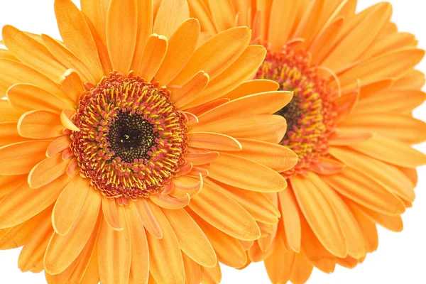 Krásná Gerbera Sedmikráska Okvětní Lístky — Stock fotografie