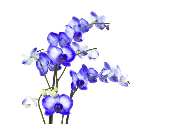 Όμορφη Violet Ορχιδέα Phalaenopsis — Φωτογραφία Αρχείου