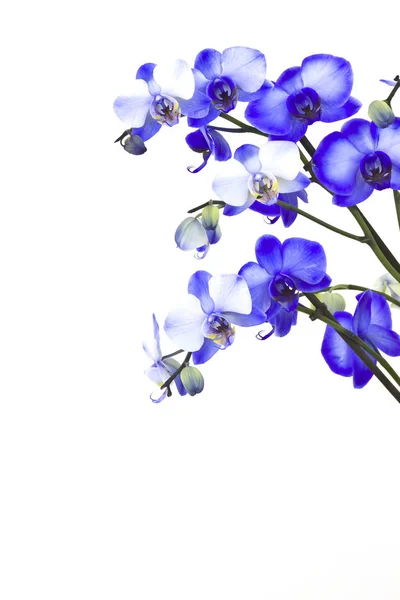 美丽的紫罗兰色兰花 蝴蝶兰 — 图库照片