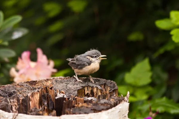 Photo Thème Oiseau Pittoresque — Photo