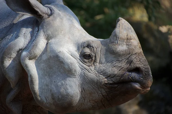 Cabeza Gris Rinoceronte — Foto de Stock