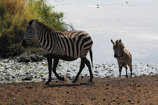 Schwarze Und Weiße Zebras Tiere — Stockfoto