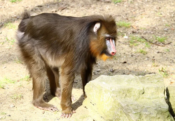 Mandrill Páviánmajom Növény Állatvilág — Stock Fotó