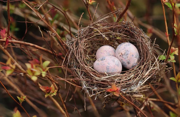 Kwarteleieren Het Nest — Stockfoto