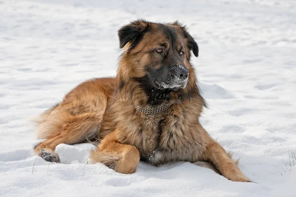 Cão Pastor Caucasiano Inverno — Fotografia de Stock