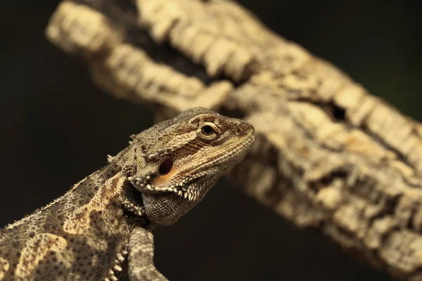 Pogona Vitticeps — стоковое фото