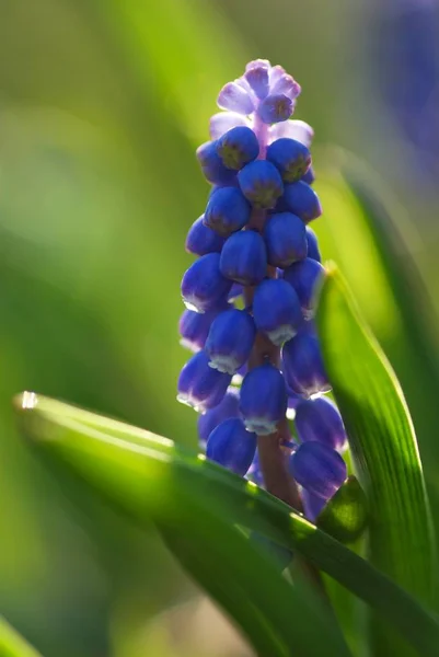 Azul Florescendo Jacintos Uva São Pequenos Buquês Primavera — Fotografia de Stock