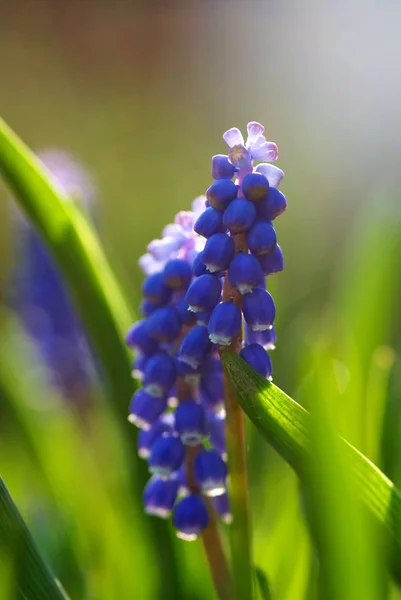 Modrá Kvetoucí Hroznové Hyacinty Jsou Malé Fruehlingsboten — Stock fotografie