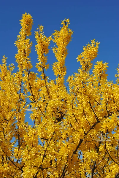 Yellow Leaves Mimosa Park — Stock Photo, Image