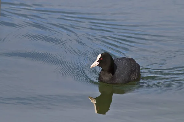 Eurasiska Sothöna Fulica Atra Simning Dammen — Stockfoto