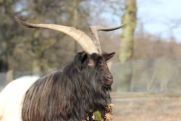 Valais Black Necked Goat Zoo Sababurg — Stok fotoğraf
