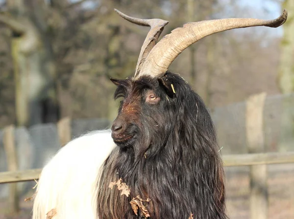 Cabra Pescoço Preto Valais Jardim Zoológico Sababurg — Fotografia de Stock