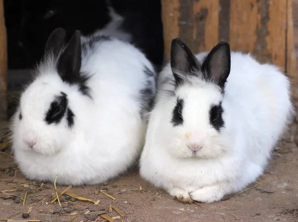 Zwei Kleine Kaninchen Tierpark Sababurg — Stockfoto