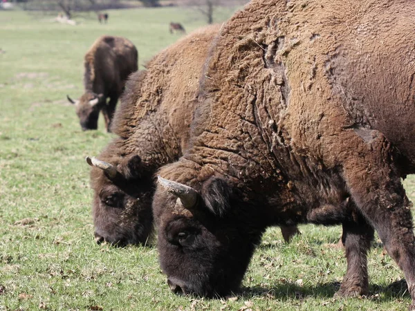 Βίσωνας Στο Πάρκο Tierpark Sababurg — Φωτογραφία Αρχείου