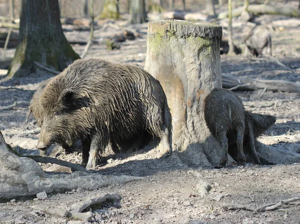 Babi Hutan Menggosok Tunggul — Stok Foto