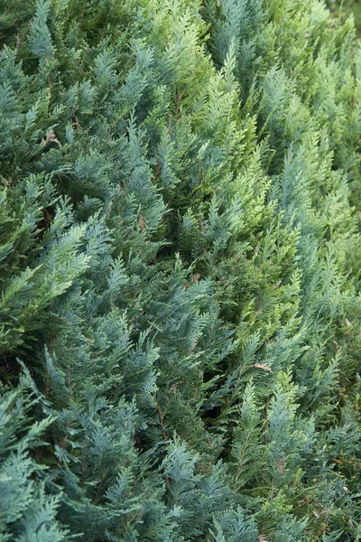 Pozadí Abstraktní Čerstvým Zeleným Thuja Listy — Stock fotografie