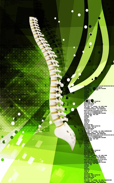 Ilustración Digital Columna Vertebral Color —  Fotos de Stock