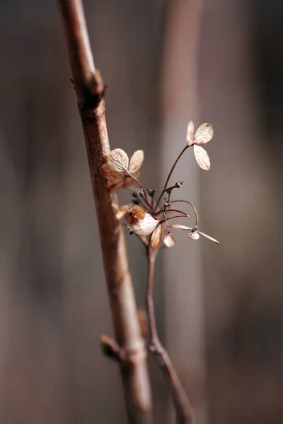 Vue Rapprochée Insecte Nature — Photo