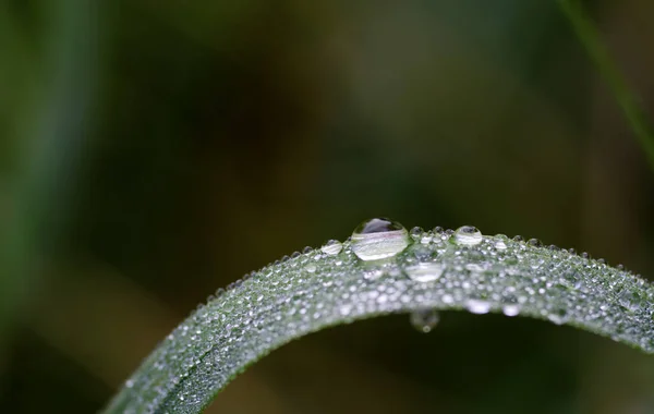 緑の葉の上の滴と滴 — ストック写真