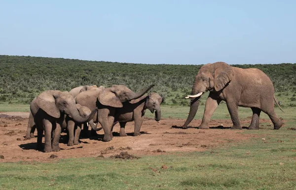 Gran Animal Africano Elefante — Foto de Stock