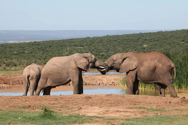 Afrikansk Dyr Elefant Pattedyr - Stock-foto