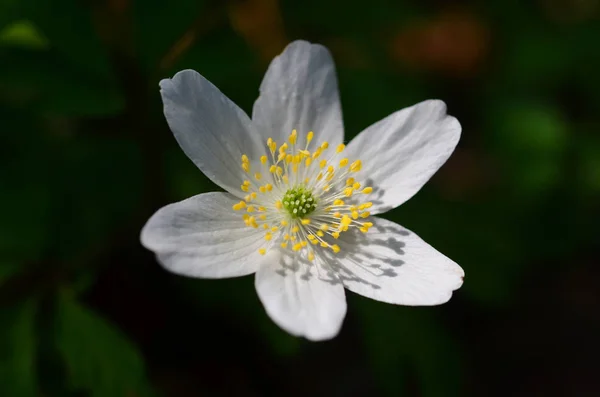 Witte Blaadjes Van Windbloem Bloeiende Flora — Stockfoto