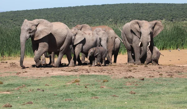 Animales Africanos Mamíferos Elefantes — Foto de Stock