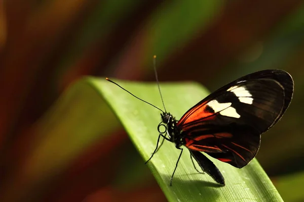 Дорога Метелик Медуза Дорога Південноамериканців Будинку Метеликів — стокове фото