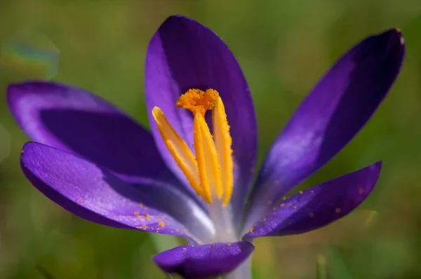 Krokusy Kwitnące Kwiaty Przyrodzie Wiosenna Flora — Zdjęcie stockowe