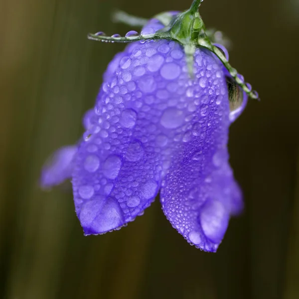 Uma Flor Roxa Coberta Orvalho — Fotografia de Stock