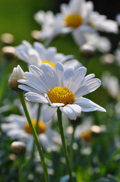 Krásný Botanický Záběr Přírodní Tapety — Stock fotografie