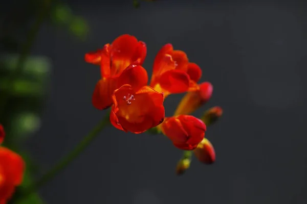 Hermoso Plano Botánico Fondo Pantalla Natural — Foto de Stock